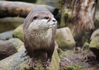 Nachdenklicher Otter