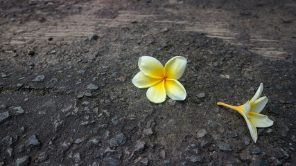 Frangipani flowers falling on asphalt in autumn.