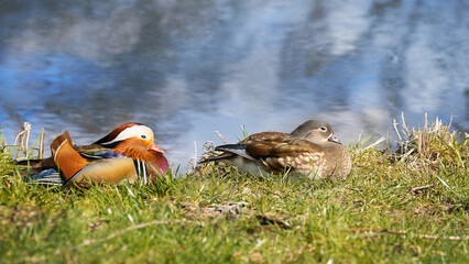 Mandarin duck, Aix galericulata. Male and female sit in the grass on the background of the lake. Place for text.