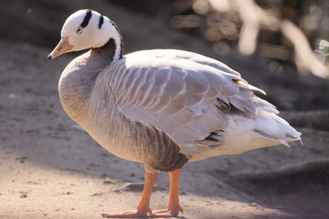 Tibetan goose stands on a sunny day