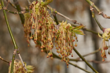 The ash-leaved maple blooms, or American maple (lat. Acer negundo), inflorescences dissolve. Spring.