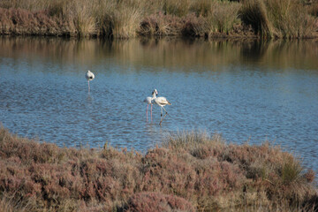 flamingos na Ria Formosa