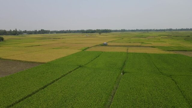 landscape with peddy field drone smooth video footage, bogura, bangladesh