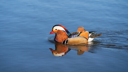 Beautiful swimming mandarin ducks (male). Aix galericulata. Place for text.