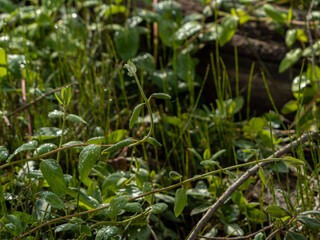 grass growing in the garden