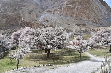 Scenery of Pink Apricot Trees in Blossom in Northern Pakistan
