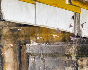 A flock of Red Rumped Swallows