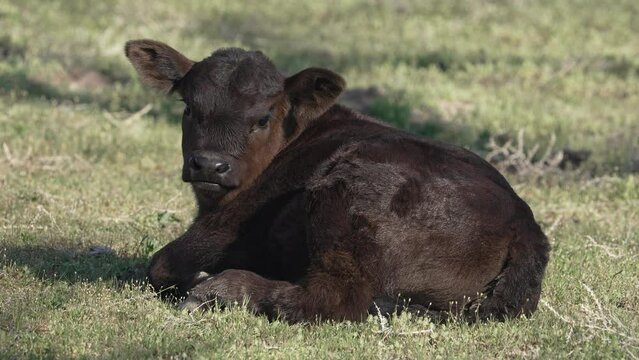 Baby black cow calf sitting in the sun in a green pasture during Spring in Utah.