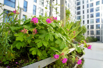 Green vertical green facade garden in full bloom for climate adaptation. Vertical Garden for sustainable cities. Living wall for stimulating biodiversity. Urban greening.  Verticale tuin, urban oasis.