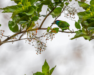 A blue throated Barbet looking back