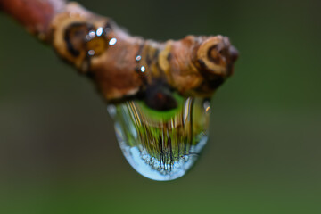 The reflection of our woods can be seen in this waterdrop hanging from the end branch of our maple...