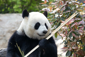 Fototapeta na wymiar Cute Panda holding a long bamboo, Chengdu Panda base, china