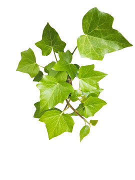 ivy green leaves isolated fresh for background