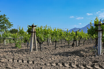 vineyard in the mountains