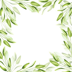 Fototapeta na wymiar Watercolor frame with fresh sage isolated on background. Detail of beauty products and botany set, cosmetology and medicine. For designers, spa decoration, postcards, wrapping paper, scrapbooking