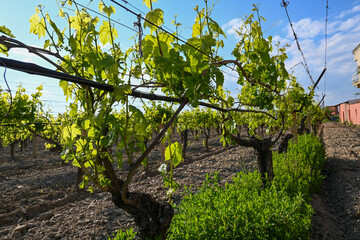 grape vines in the vineyard in the countryside