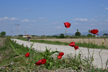 poppy field and road in countryside of turkey
