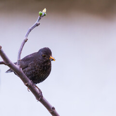 Blackbird with bugs in his beak