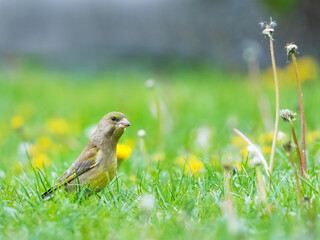 Green and yellow songbird, Detailed Greenfinch standing in grass. In the background special green and yellow bokeh