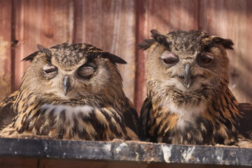 Two Eurasian Eagle-owl close together in close-up