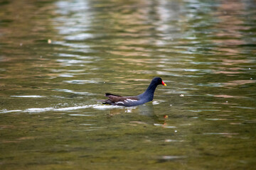 duck on the lake