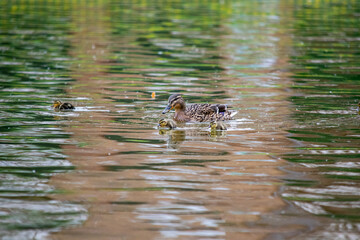 duck swimming in the water
