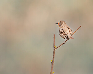 A Rose finch perching