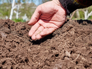 Beetroot seeds are planted by hand in prepared chernozem. Growing vegetables.