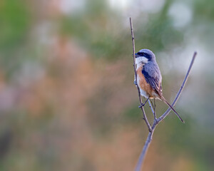 A Long tail Shrike perching