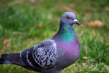 pigeon on the grass