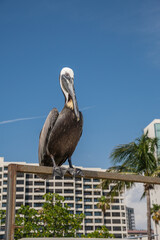 Pelican with blue sky.