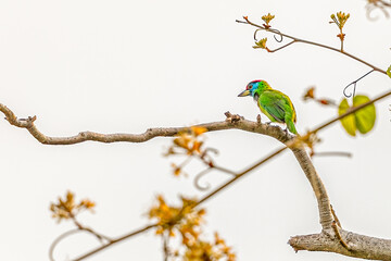 A Blue throated Barbet resting