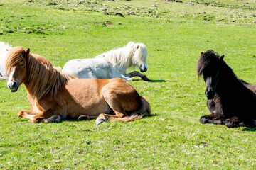 konie islandzkie, dzikie, na wypasie, na łąkach, islandia, wulkaniczna wyspa