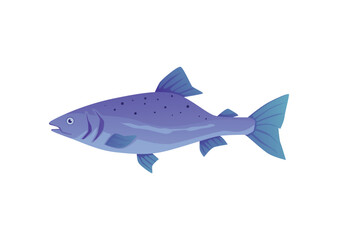 Salmon a valuable commercial fish species, flat vector illustration isolated.