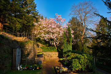 Blühender Magnolienbaum auf einem Friedhof in Trier