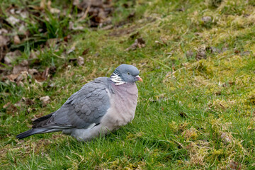 wood pigeon on the grass in the park 