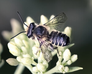 Posterior view of a Leafcutter Bee (Megachilidae sp) pollinating on sedum flowers. Long Island, New York, USA