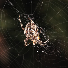A Cross Orb Weaver Spider (Araneus diadematus), also known as the European Garden Spider, feeding on a yellowjacket pray inside its web.  Long Island, New York, USA