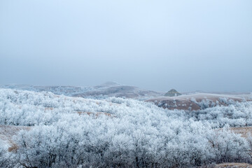 winter wonderland hoar frost covered trees in north dakota