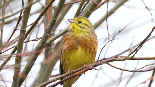 Closeup of colorful male Yellowhammer, Emberiza citrinella perched and singing on an early spring evening in Estonia, Northern Europe	