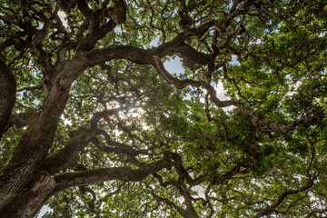Oak Tree Branches and Sun