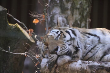 Amur tiger sleeping, head view