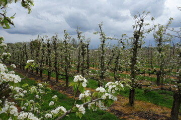 Obstplantagen bei Tönisvorst