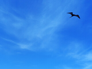 Frigatebird flying in tropical blue sky with white cloud trails Soft white clouds in blue Caribbean sky. Textures and Backgrounds of birds in blue skies.