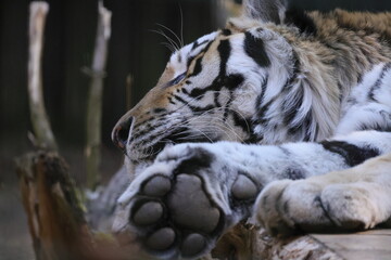 Amur tiger sleeping, head view