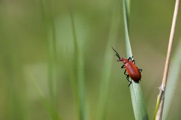 Foto op Plexiglas Closeup of red-headed fire beetle on a leaf with green soft bokeh background looking at camera, The Netherlands, Vlaardingen, Broekpolder. Spring nature background. © N. Rotteveel