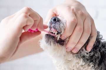 Owner brushing teeth of cute dog at home