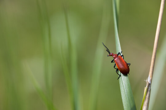 Closeup of red-headed fire beetle on a leaf with green soft bokeh background looking at camera, The Netherlands, Vlaardingen, Broekpolder. Spring nature background.