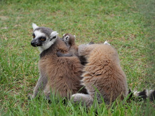 family of beautiful lemurs