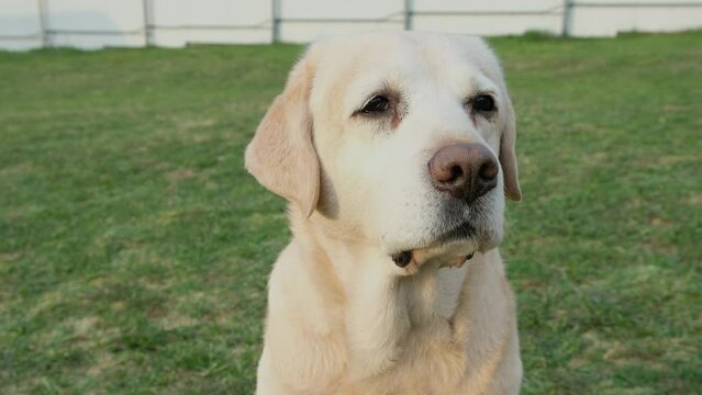 Labrador retriever dog closeup sniffs the smells around so that his nose moves. Dogs' sense of smell is very good.